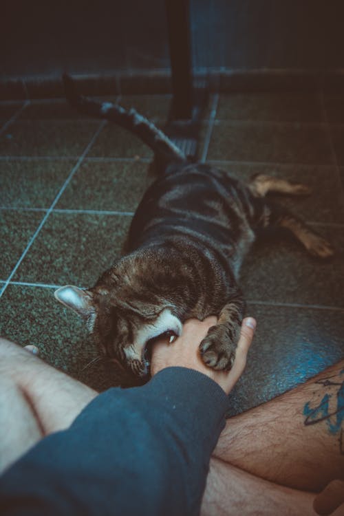 Free Tabby Cat Biting A Person's Hand Stock Photo