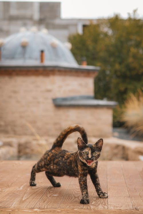 Free Playful Tortoiseshell Cat on Rustic Wooden Deck Stock Photo