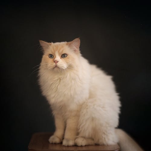 Free Ragdoll Cat on Brown Wooden Chair Stock Photo