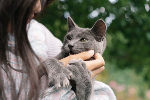 Free Gray Cat Playing with Girl's Hand Stock Photo