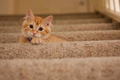 猫が血尿を出す時の致命率：原因と対策